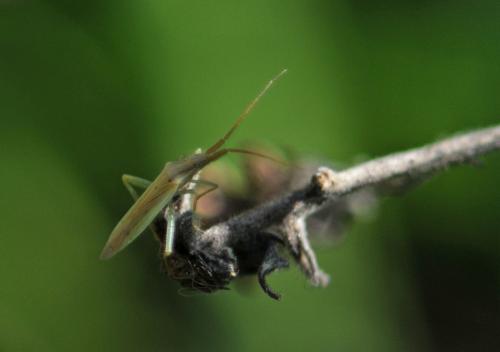 Stenodema sp.